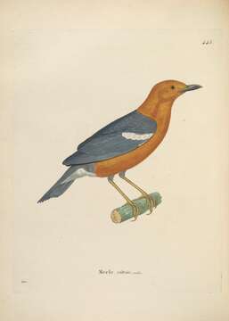 Image of Turdus citrinus