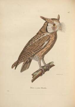 Image of Strix leucotis