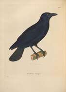 Image of Cuban Crow