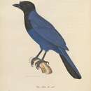 Image of <i>Corvus azureus</i> Deppe 1830