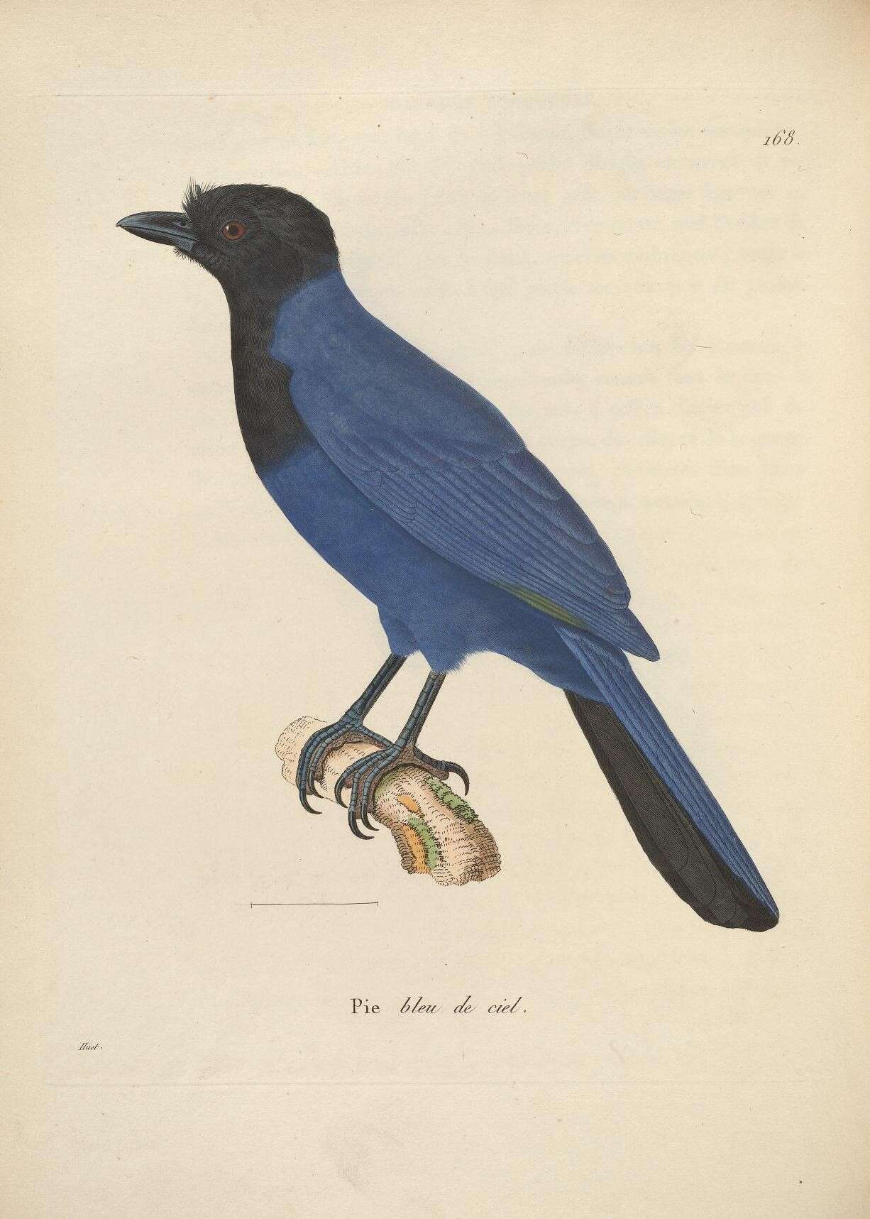 Слика од <i>Corvus azureus</i> Deppe 1830