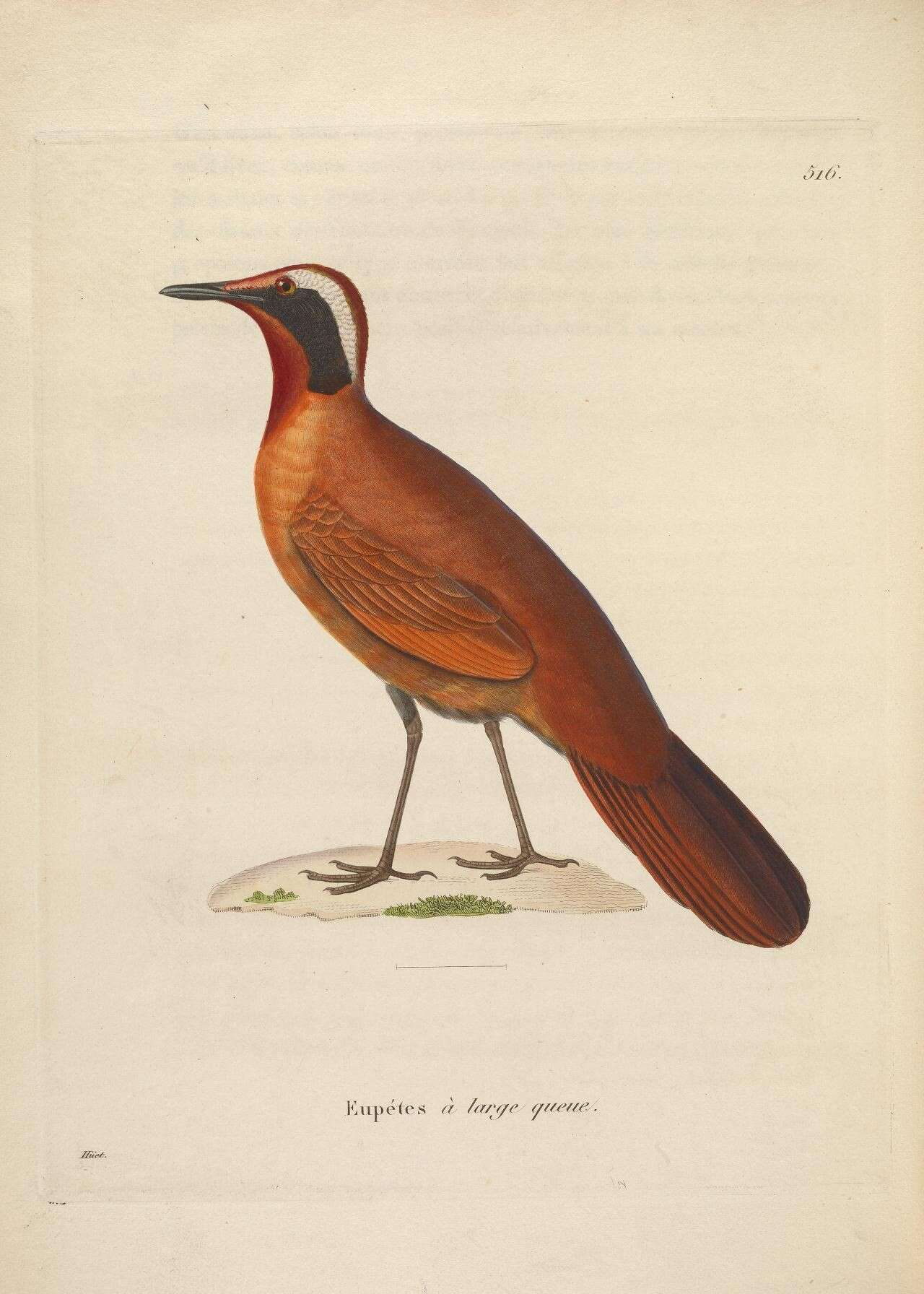 Image of Eupetes Temminck 1831