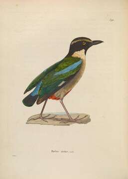 Image of Elegant Pitta