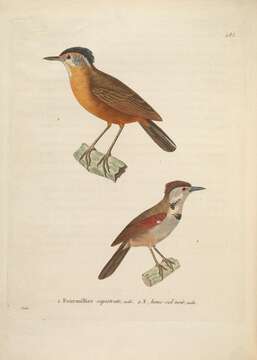 Image of Black-capped Babbler