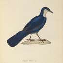 Imagem de Ptilorrhoa caerulescens (Temminck 1836)