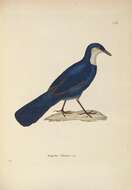 صورة Ptilorrhoa caerulescens (Temminck 1836)