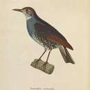 Image of Sunda Thrush