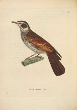 Image of Dusky Thrush