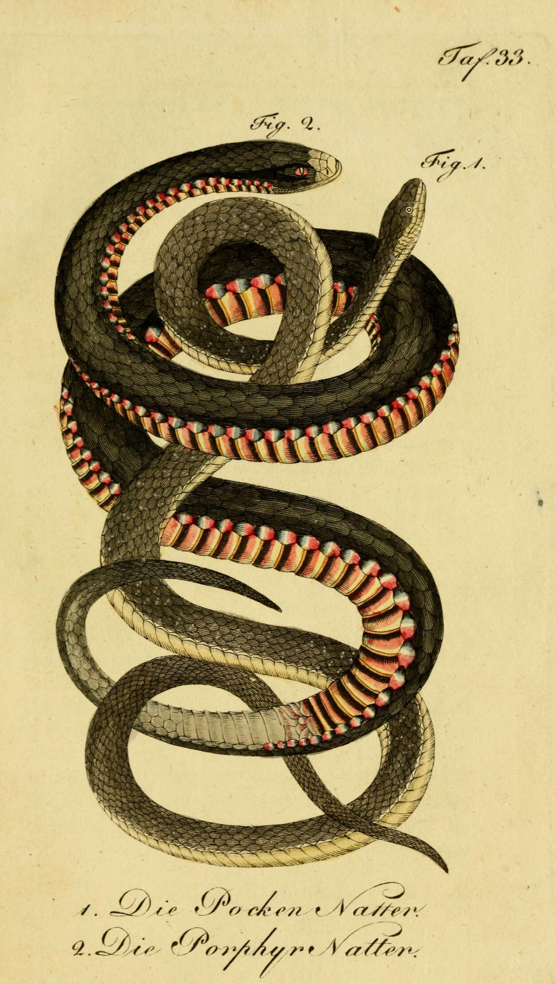 Image of red-bellied black snake