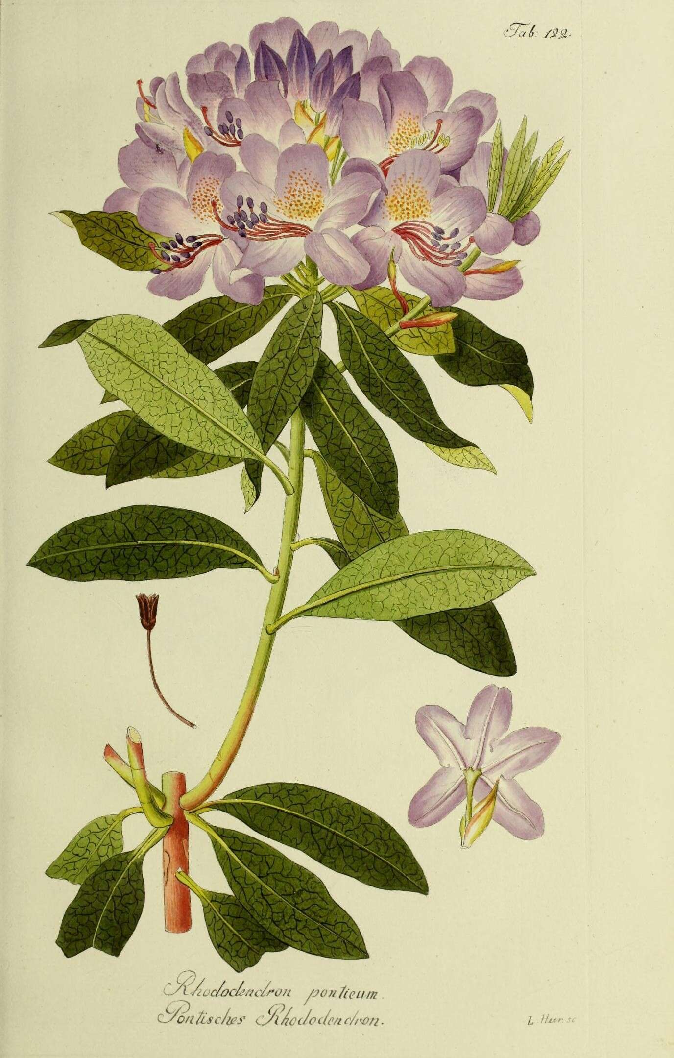 Image of Pontic Rhododendron