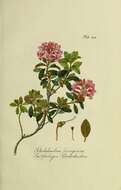 Rhododendron ferrugineum L. resmi