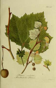 Image of American sycamore