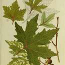 Image of Oriental Plane