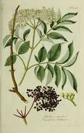 Imagem de Sambucus canadensis L.