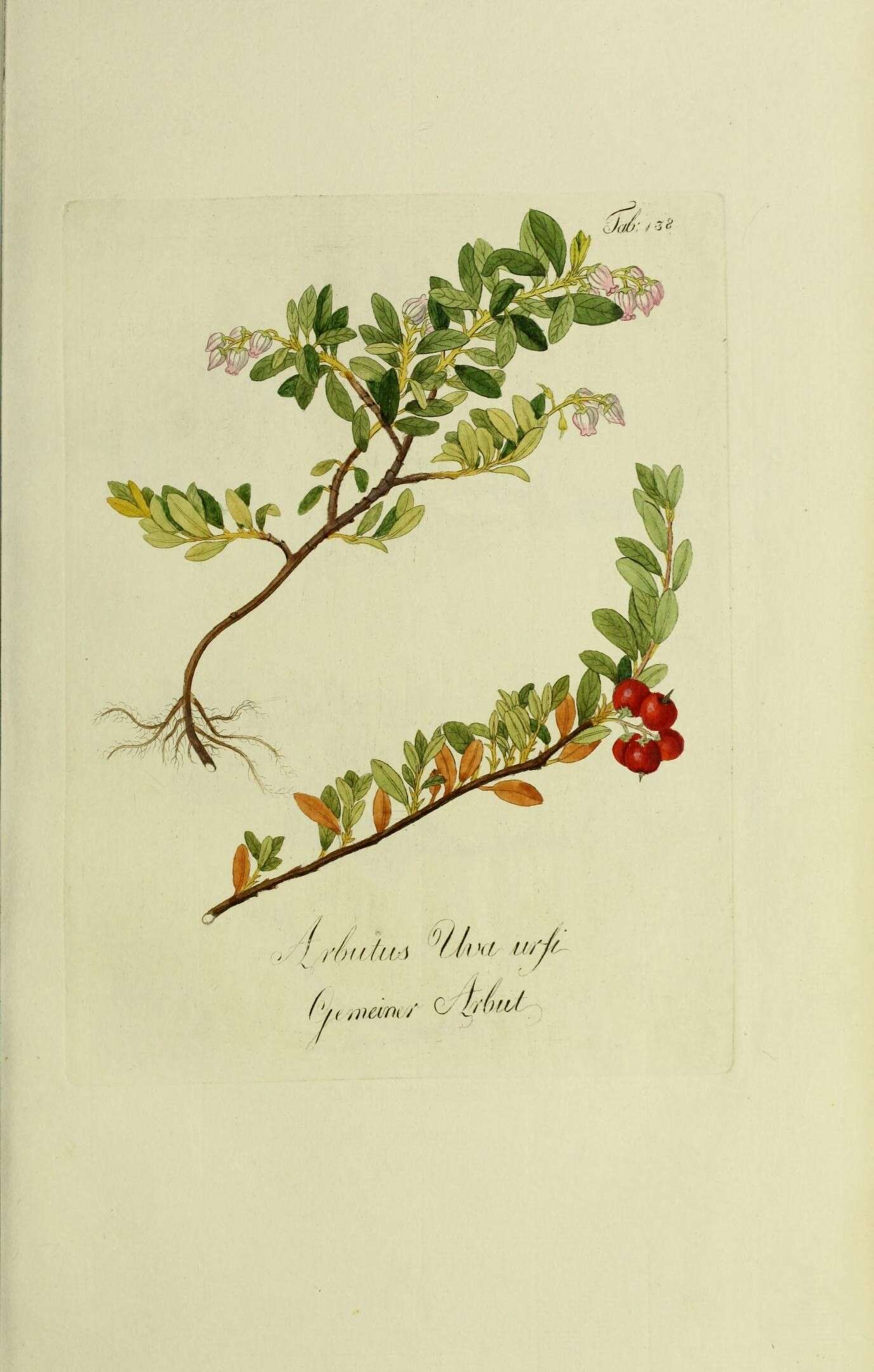 Image of bearberry