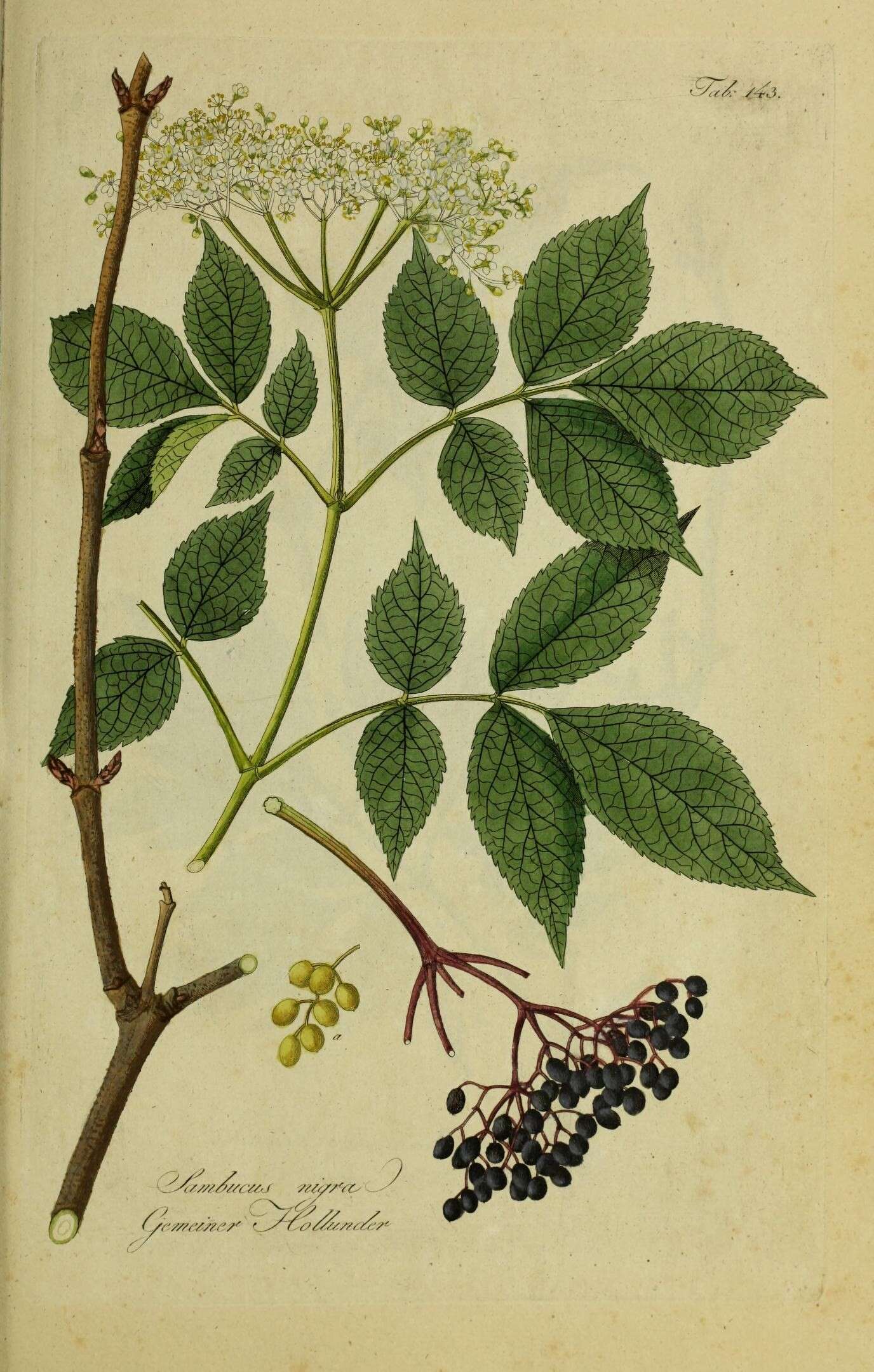 Imagem de Sambucus nigra L.