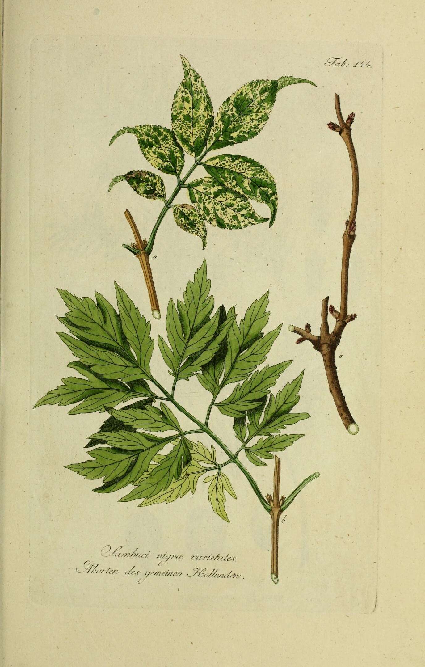 Imagem de Sambucus nigra L.