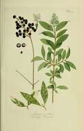 Image of European privet