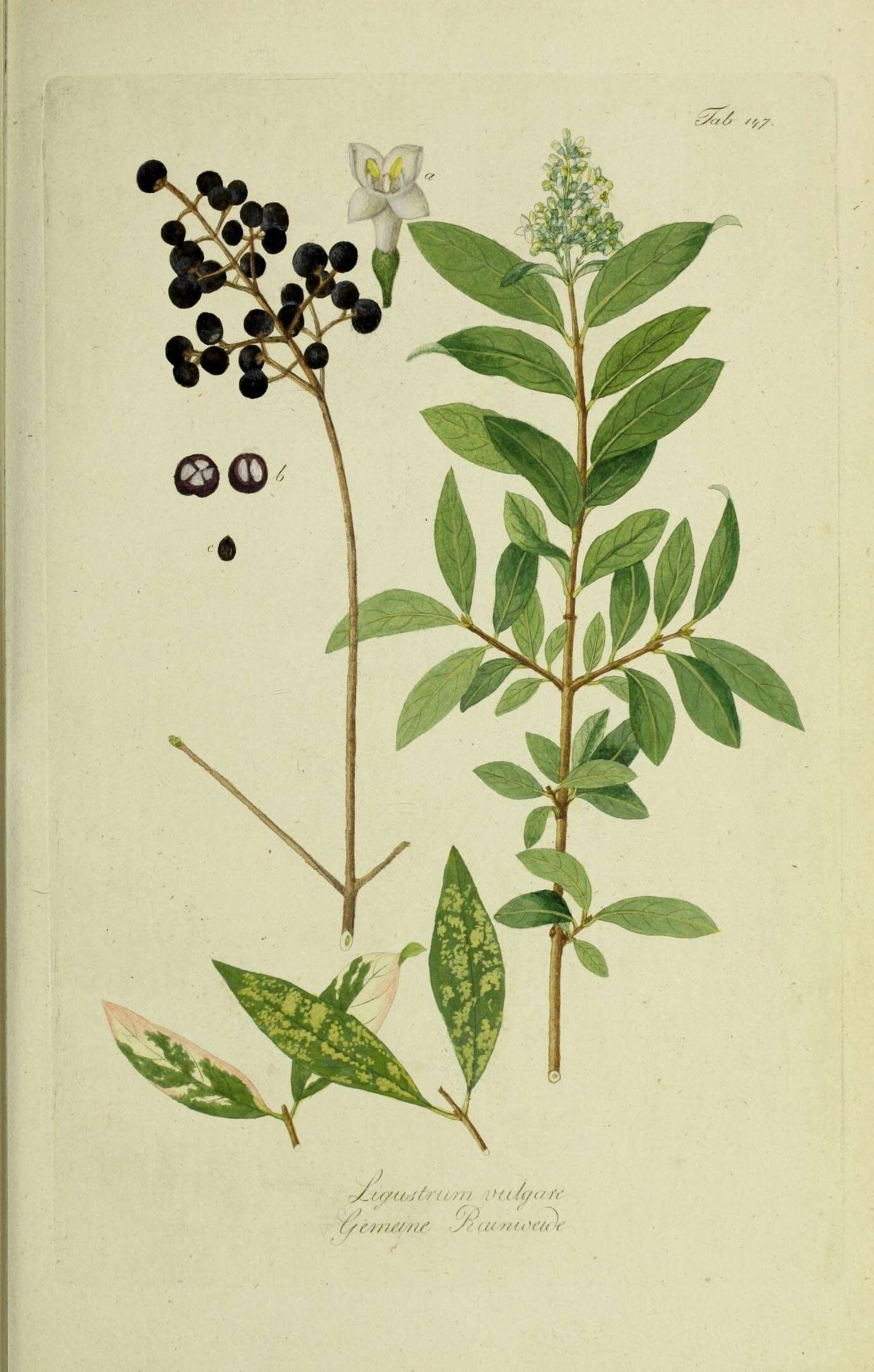 Image of European privet