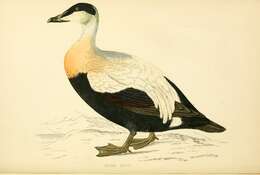 Image of Eider