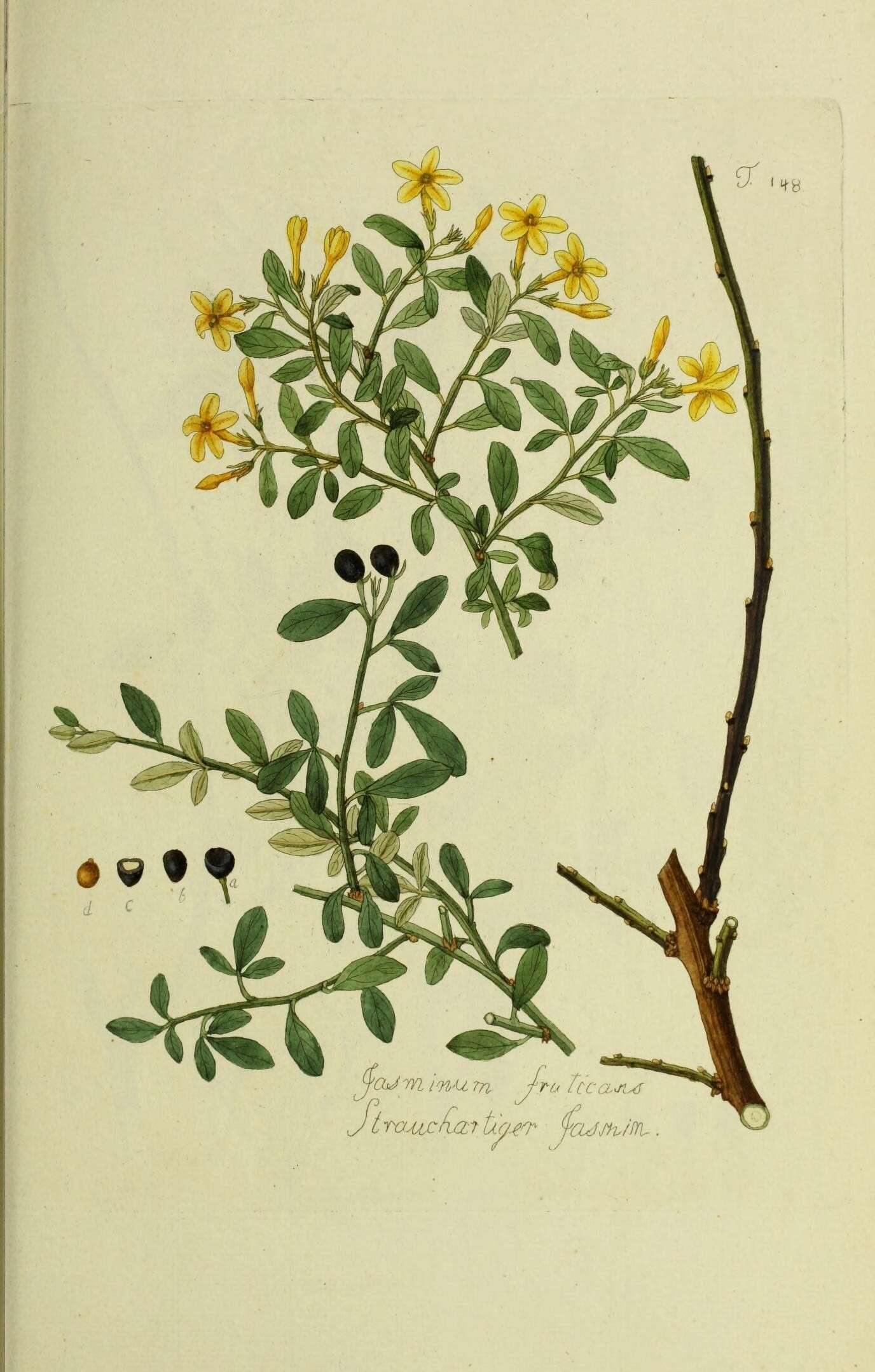 Image of Chrysojasminum fruticans (L.) Banfi