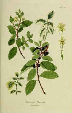 Слика од Rhamnus alaternus L.