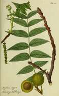 Image of black walnut