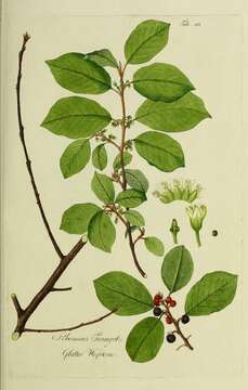 Frangula alnus subsp. alnus的圖片