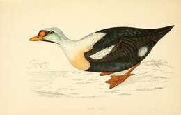 Image of King Eider