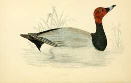 Image of pochard, common pochard