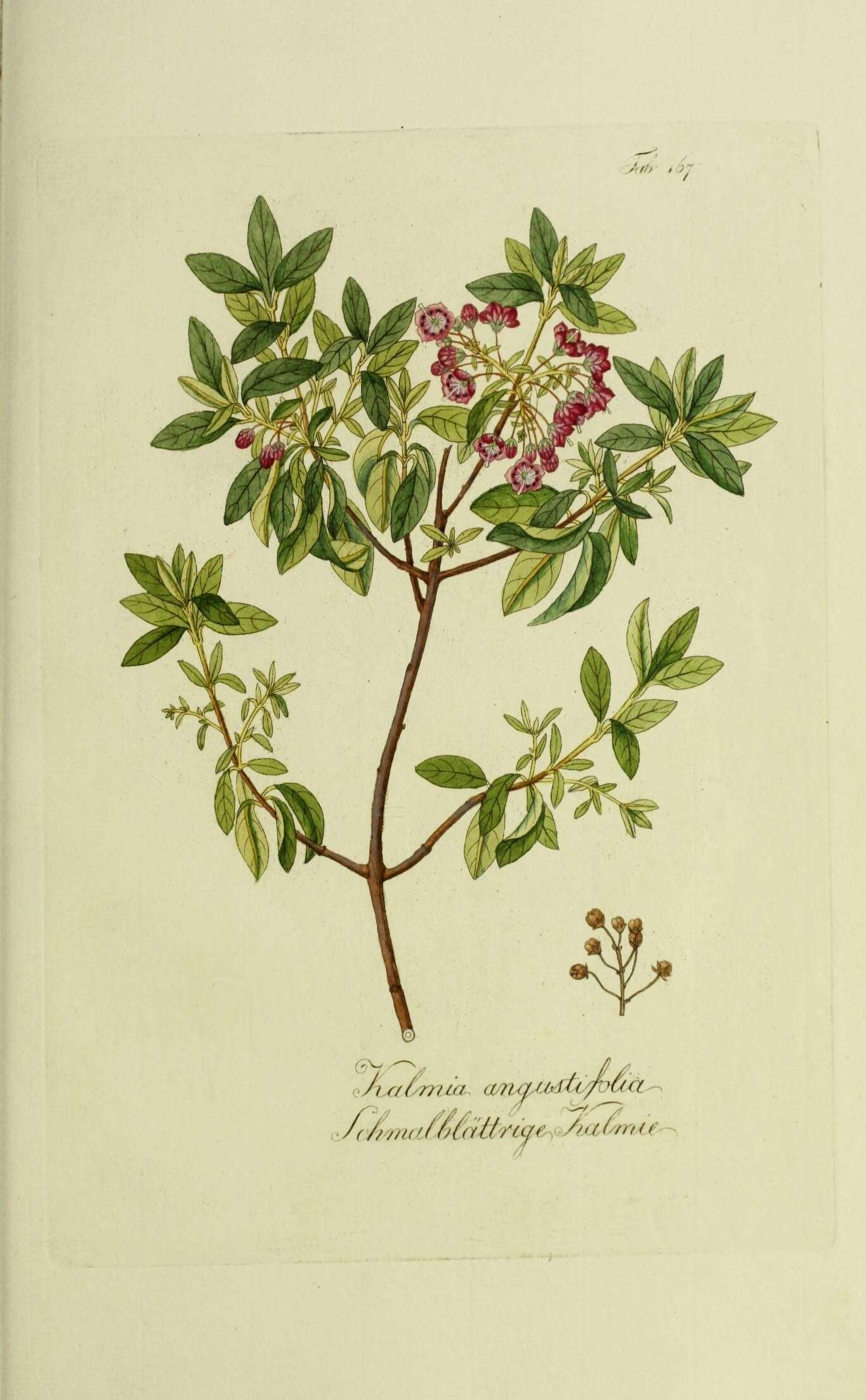 Image of sheep laurel