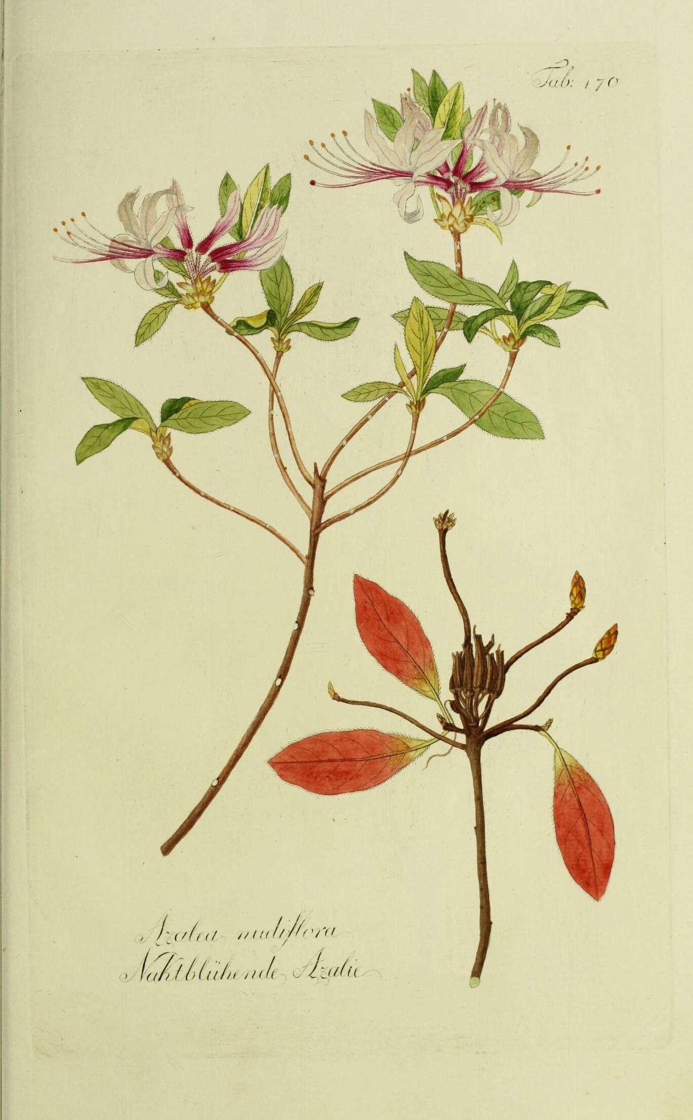 Rhododendron periclymenoides (Michx.) Shinners resmi