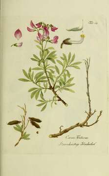 Ononis fruticosa L.的圖片