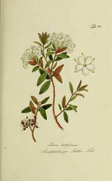 صورة Rhododendron groenlandicum (Oeder) K. A. Kron & W. S. Judd