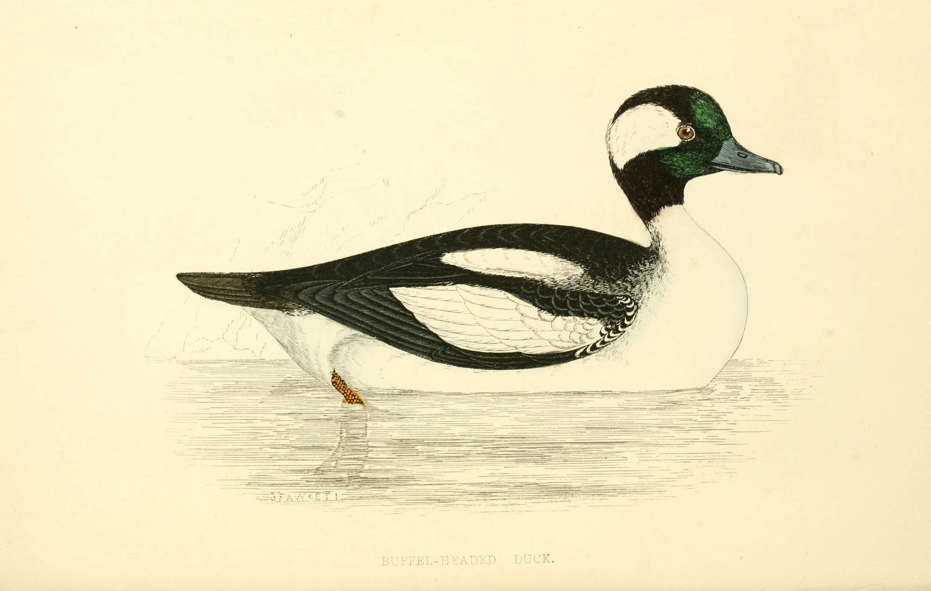 Image of Bucephala Baird & SF 1858