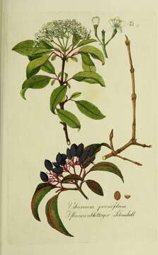 Image of Black Haw Viburnum