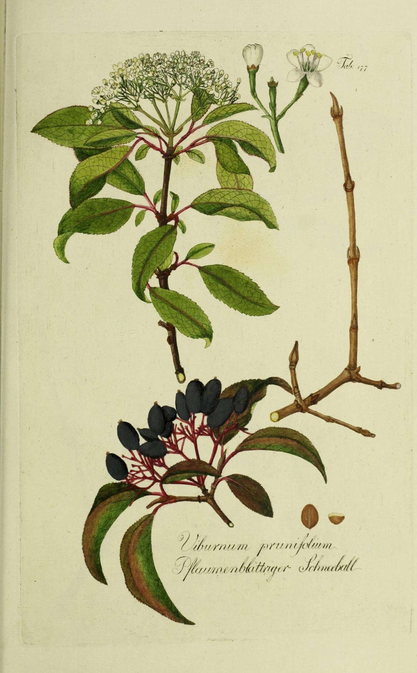 Viburnum prunifolium L. resmi