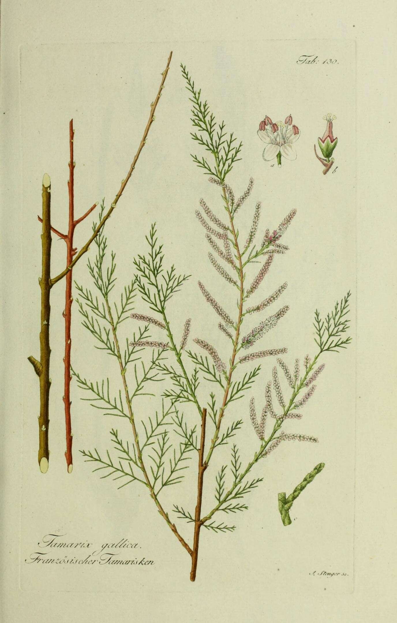 Image of Tamarisk