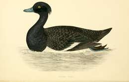 Image of Tufted Duck