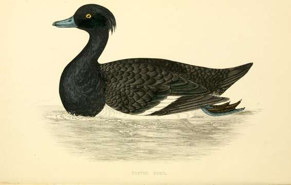 Image of Tufted Duck