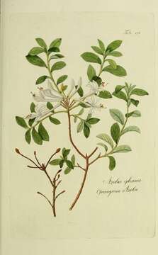 Image of swamp azalea