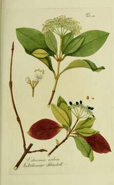 Image of possumhaw