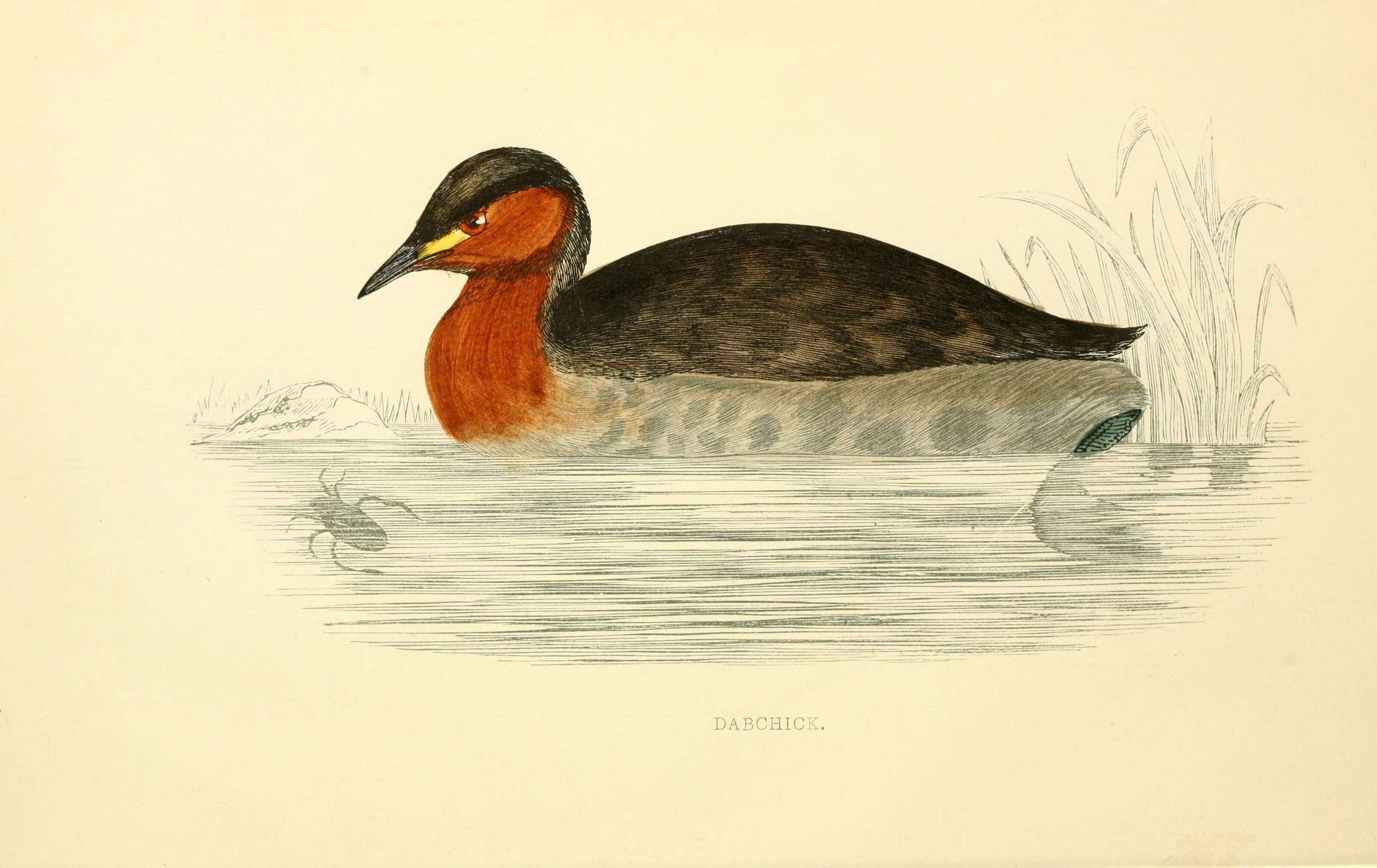 Image of Little Grebe