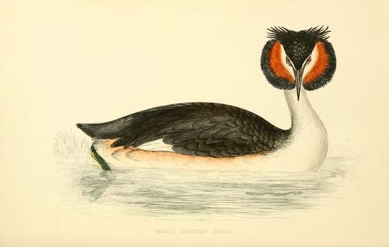 Image of Podiceps Latham 1787