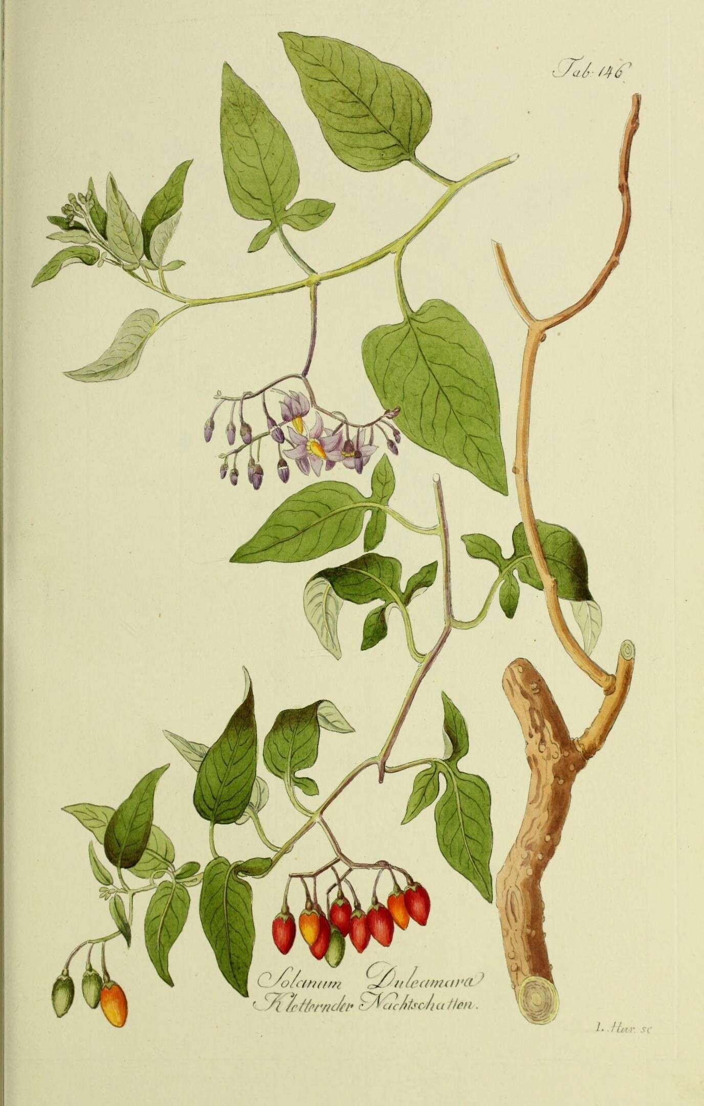 Image of bittersweet, woody nightshade