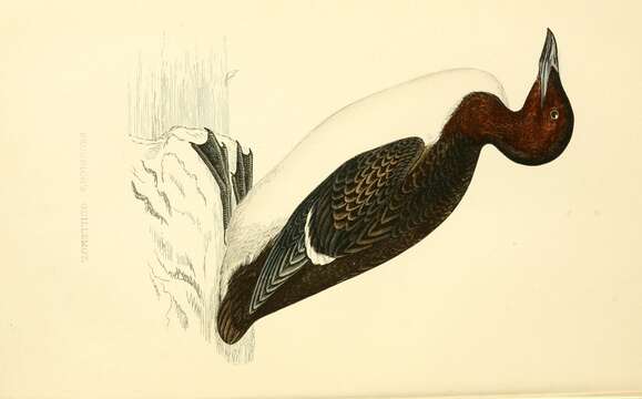 Image of Brünnich's Guillemot