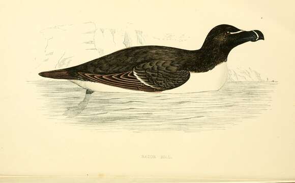 Image of Lesser auk