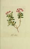 Imagem de Kalmia polifolia Wangenh.