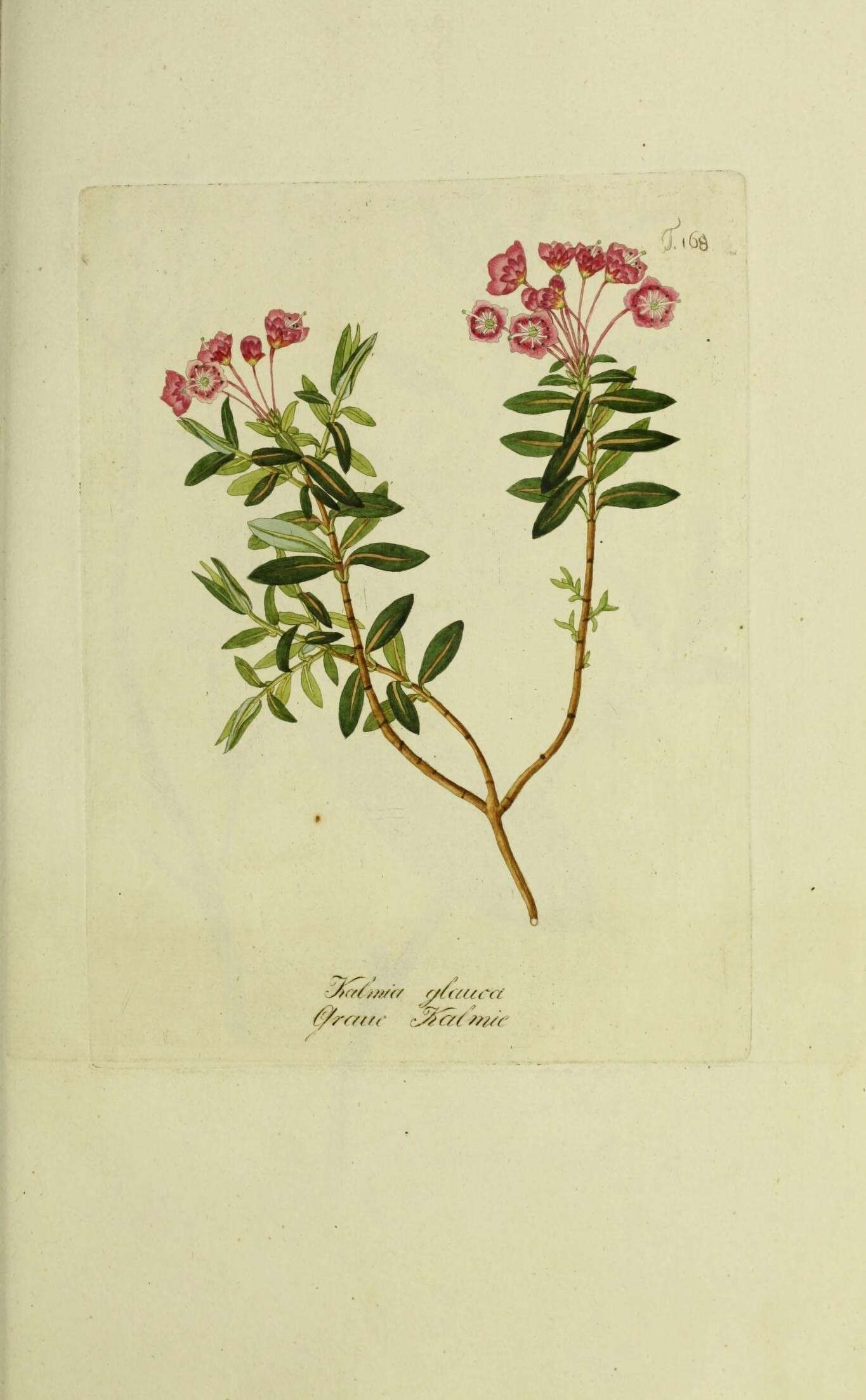 Imagem de Kalmia polifolia Wangenh.