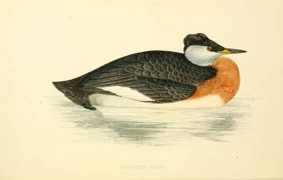 Image of Red-necked Grebe